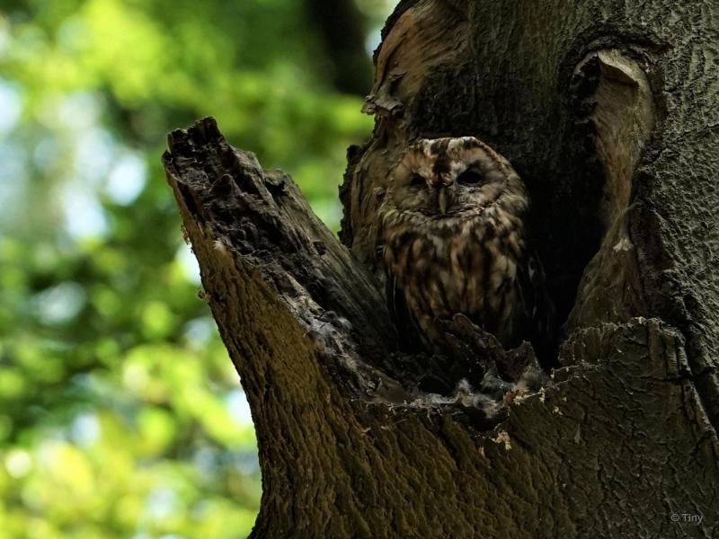 bdFoto 2.JPG - Gemeentehuizen in het bos